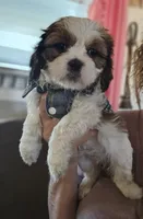 Luna (Microchipped), a female Shih Tzu for sale in Akron, CO – 5 of 9