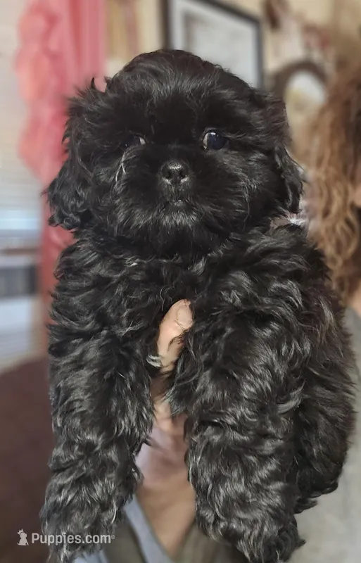 Tommie (Microchipped)