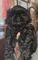 Tommie (Microchipped), a male Shih Tzu for sale in Akron, CO – Photo 1 of 6