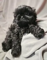 Tommie (Microchipped), a male Shih Tzu for sale in Akron, CO – Photo 2 of 6