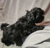 Tommie (Microchipped), a male Shih Tzu for sale in Akron, CO – Photo 3 of 6