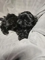 Tommie (Microchipped), a male Shih Tzu for sale in Akron, CO – Photo 4 of 6