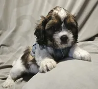 Charlie, a male Shih Tzu for sale in Akron, CO – 4 of 10