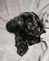 Sammie (Microchipped), a male Shih Tzu for sale in Akron, CO – Photo 2 of 5