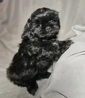 Sammie (Microchipped), a male Shih Tzu for sale in Akron, CO – Photo 5 of 5