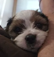 Teddy (Microchipped), a male Shih Tzu for sale in Akron, CO – 7 of 10