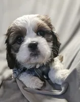 Luna (Microchipped), a female Shih Tzu for sale in Akron, CO – 7 of 9