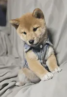 Mai (Microchipped), a female Shiba Inu for sale in Akron, CO – 3 of 10
