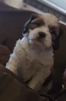 Ruby (Microchipped), a female Shih Tzu for sale in Akron, CO – 8 of 10