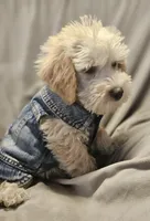 Cooper, a male Schnoodle for sale in Akron, CO – 3 of 3