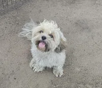 Teddy (Microchipped), a male Shih Tzu for sale in Akron, CO – 9 of 10