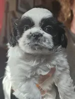 Bandit (Microchipped), a male Shih Tzu for sale in Akron, CO – Photo 6 of 6