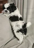 Bandit (Microchipped), a male Shih Tzu for sale in Akron, CO – Photo 1 of 6