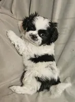 Bandit (Microchipped), a male Shih Tzu for sale in Akron, CO – Photo 2 of 6