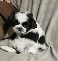 Bandit (Microchipped), a male Shih Tzu for sale in Akron, CO – Photo 5 of 6