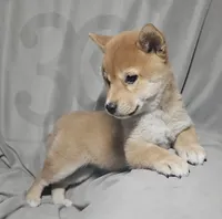 Miyo (Microchipped), a female Shiba Inu for sale in Akron, CO – 7 of 10