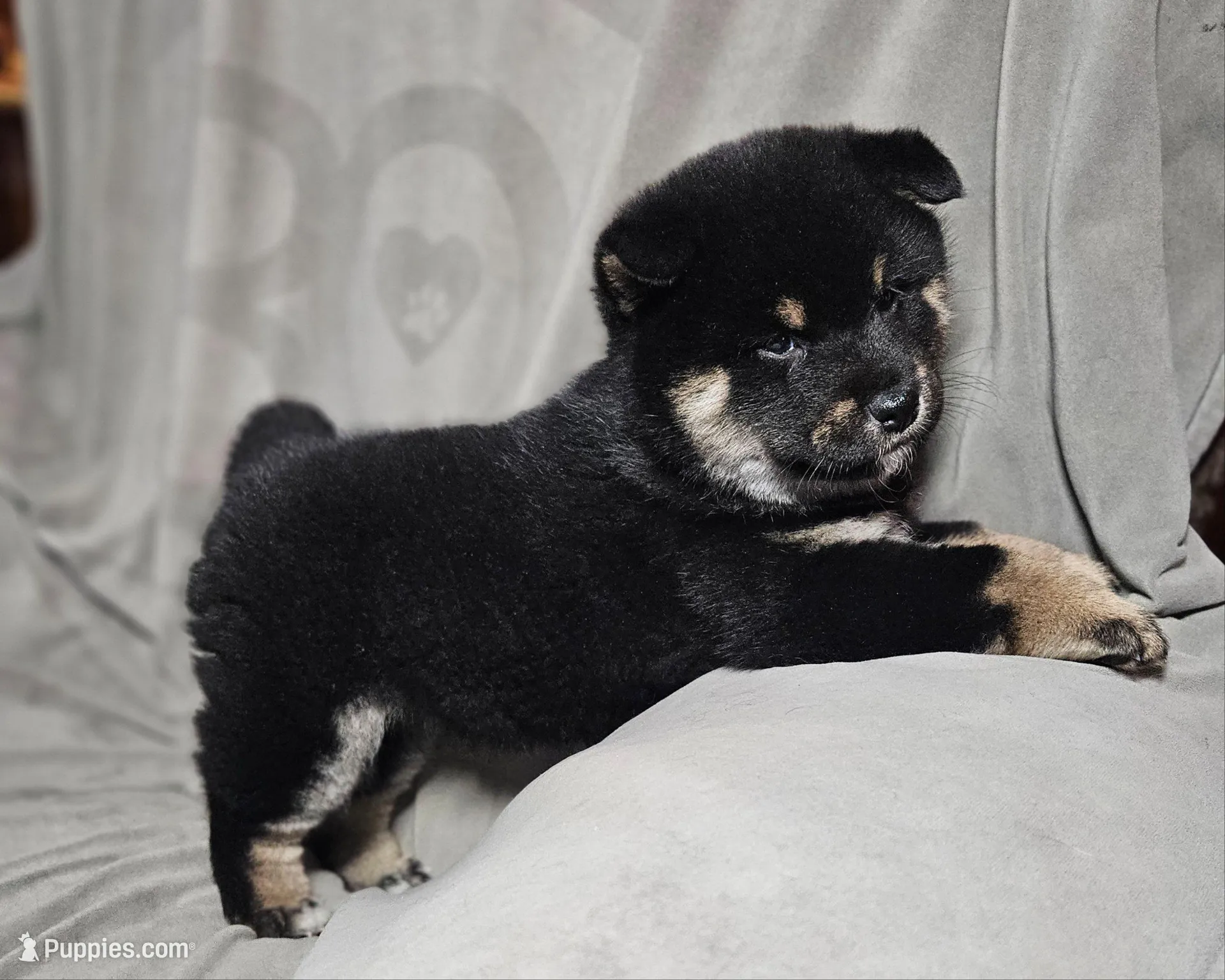 Etsu (Microchipped), a male Shiba Inu for sale in Akron, CO – Photo 6 of 10
