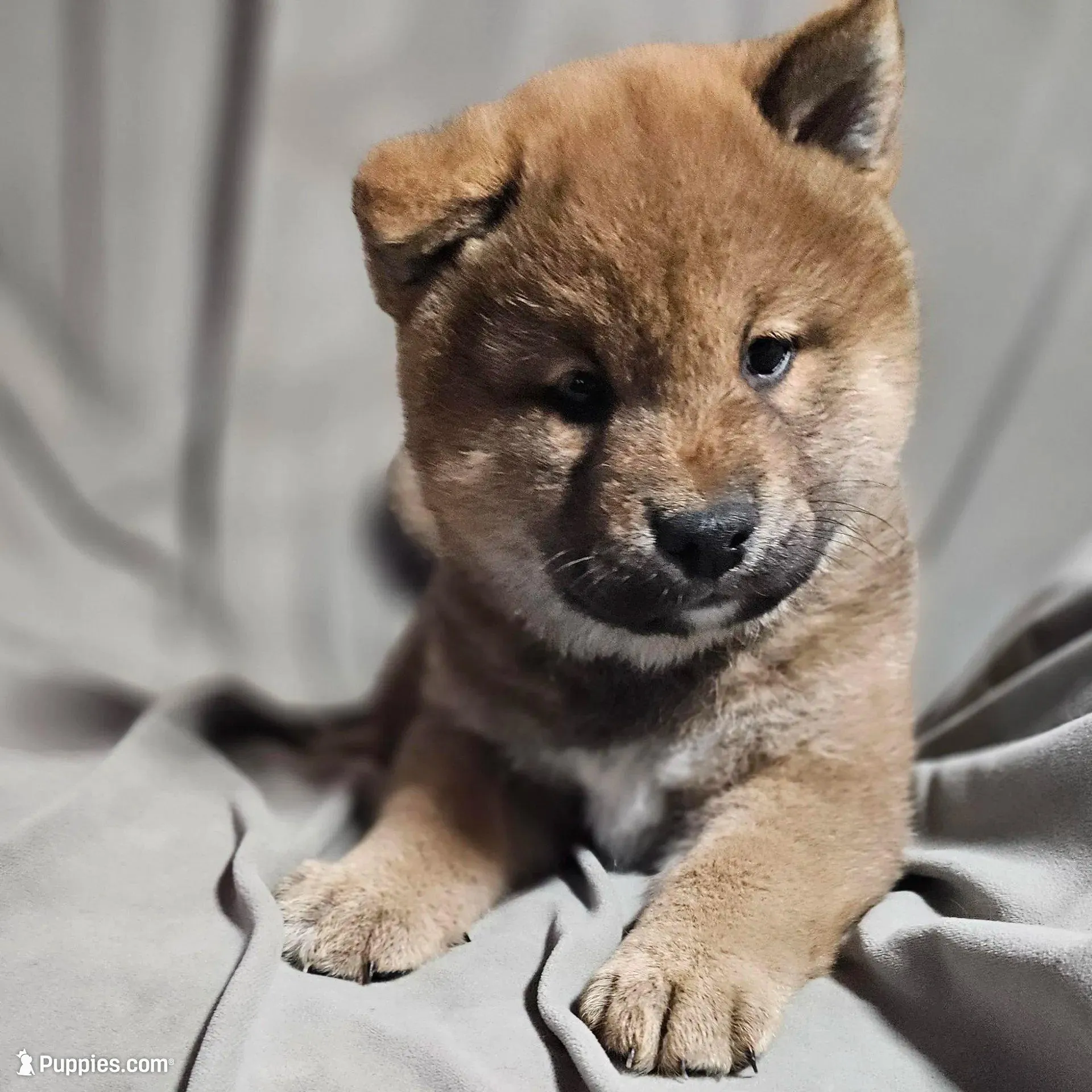 Asako (Microchipped) – Shiba Inu puppy for sale in Akron, CO
