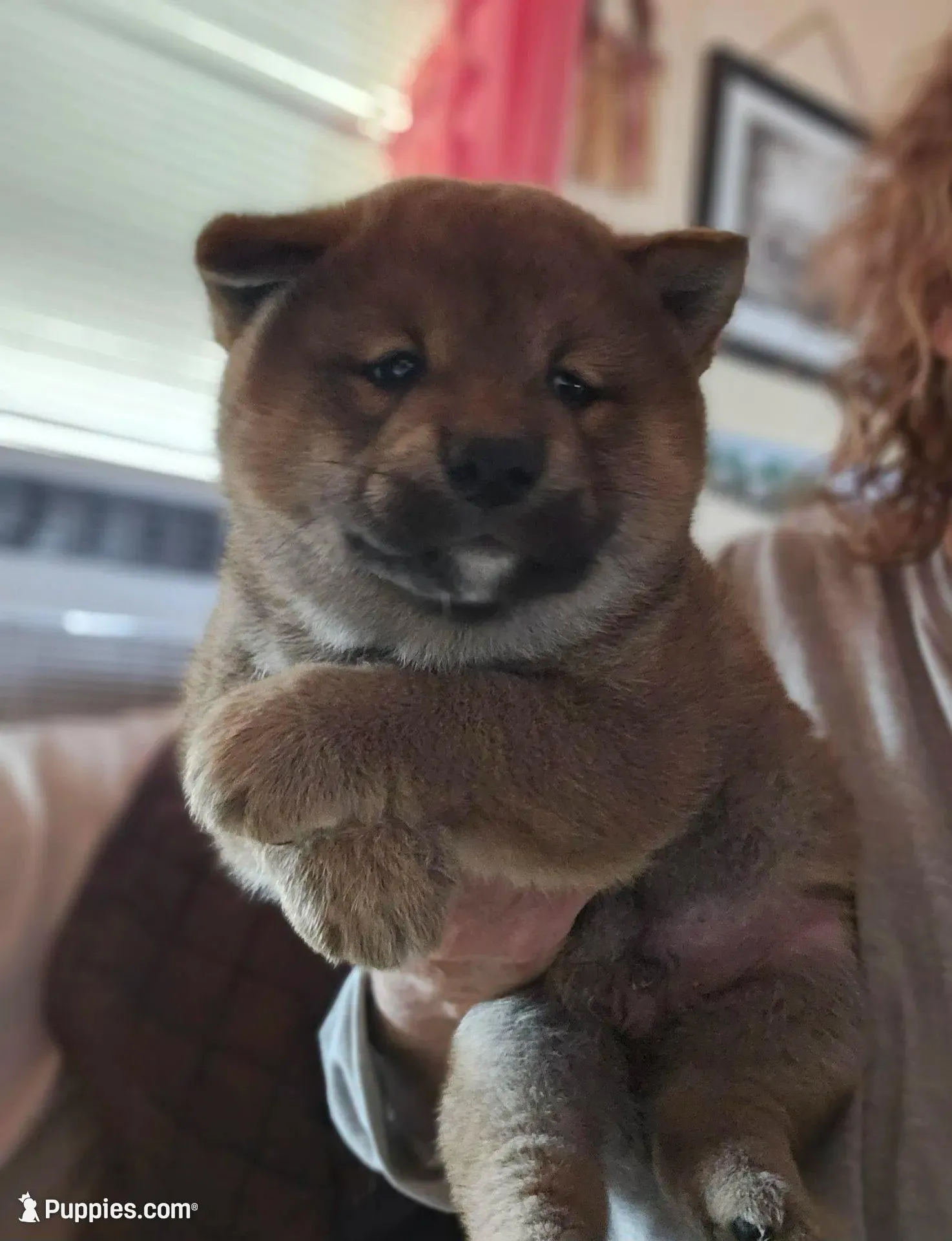 Asako (Microchipped), a male Shiba Inu for sale in Akron, CO – Photo 4 of 8
