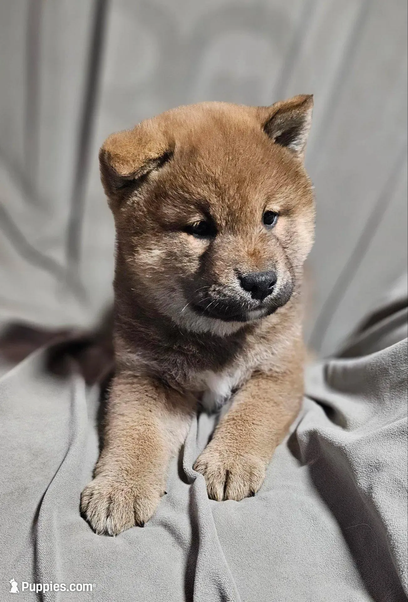Asako (Microchipped), a male Shiba Inu for sale in Akron, CO – Photo 2 of 8
