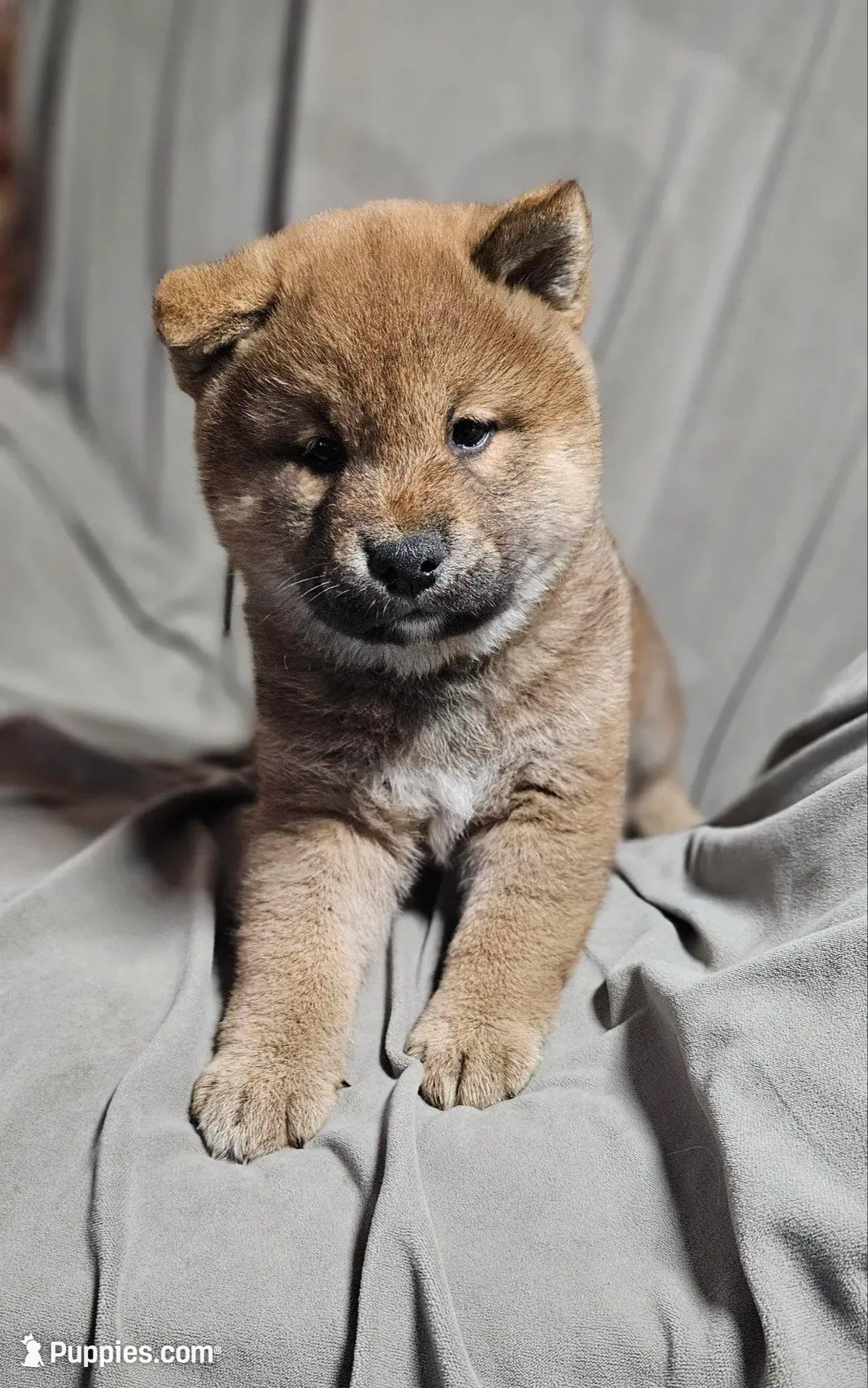 Asako (Microchipped), a male Shiba Inu for sale in Akron, CO – Photo 3 of 8