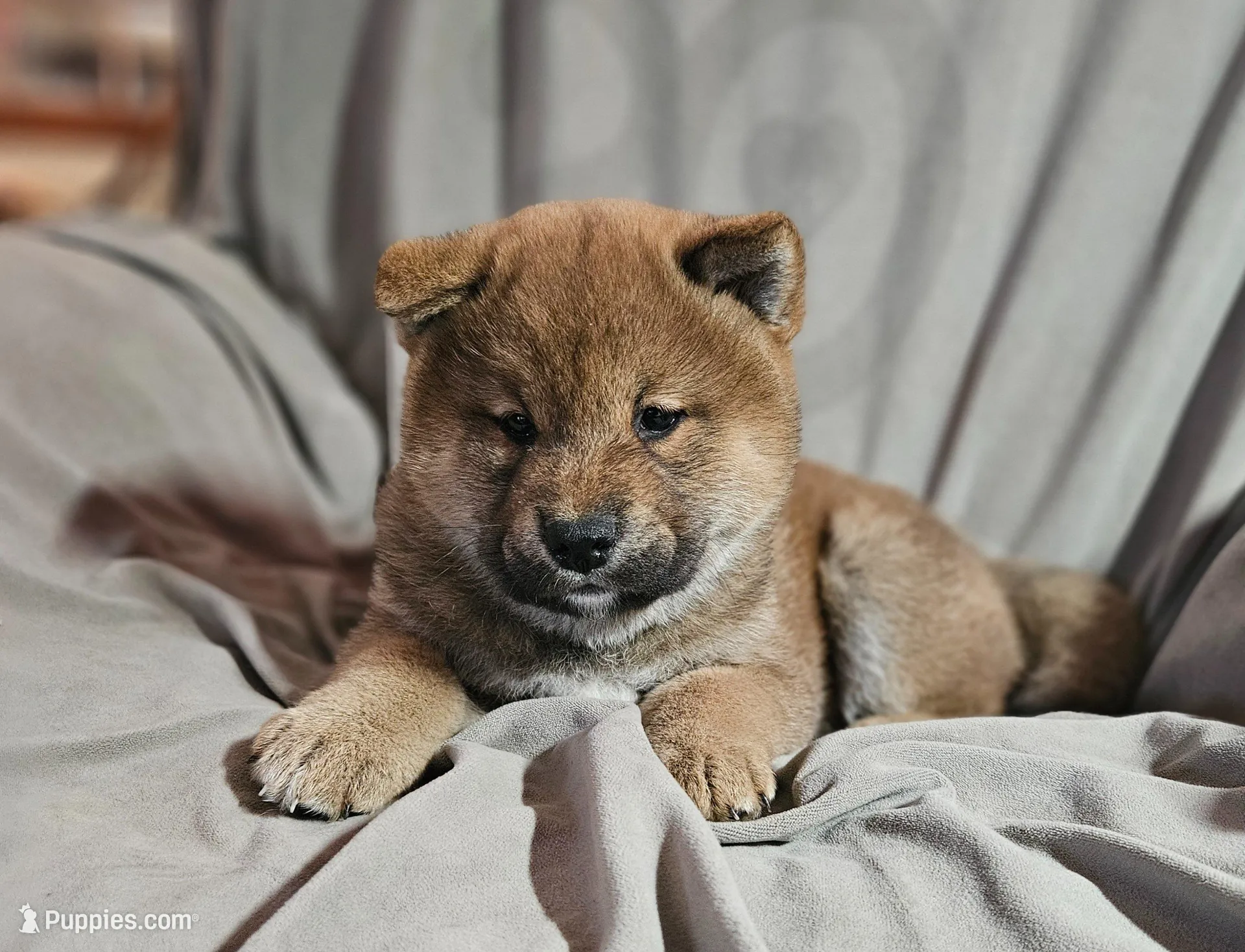 Asako (Microchipped), a male Shiba Inu for sale in Akron, CO – Photo 8 of 8
