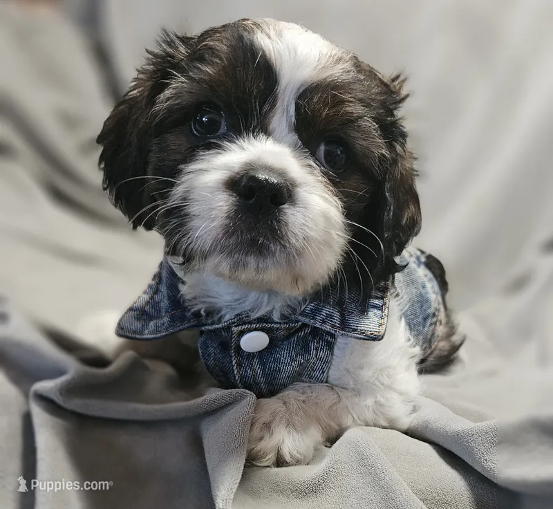 Daisy (Microchipped) – Shih Tzu puppy for sale in Akron, CO