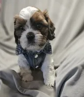 Archie (Microchipped), a male Shih Tzu for sale in Akron, CO – 3 of 10