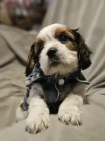 Biscuit, a male Shih Tzu for sale in Akron, CO – 3 of 9