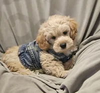 Bear (Microchipped), a male Schnoodle for sale in Akron, CO – 2 of 3