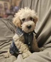 Cooper, a male Schnoodle for sale in Akron, CO – 2 of 3