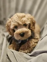 Buddy (Microchipped), a male Schnoodle for sale in Akron, CO – 2 of 3