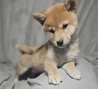 Miyo (Microchipped), a female Shiba Inu for sale in Akron, CO – 4 of 10