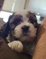 Teddy (Microchipped), a male Shih Tzu for sale in Akron, CO – 8 of 10