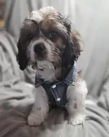 Sale Pending, a male Cavalier King Charles Spaniel and Shih Tzu for sale in Akron, CO – 3 of 10