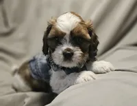 Archie (Microchipped), a male Shih Tzu for sale in Akron, CO – 4 of 10