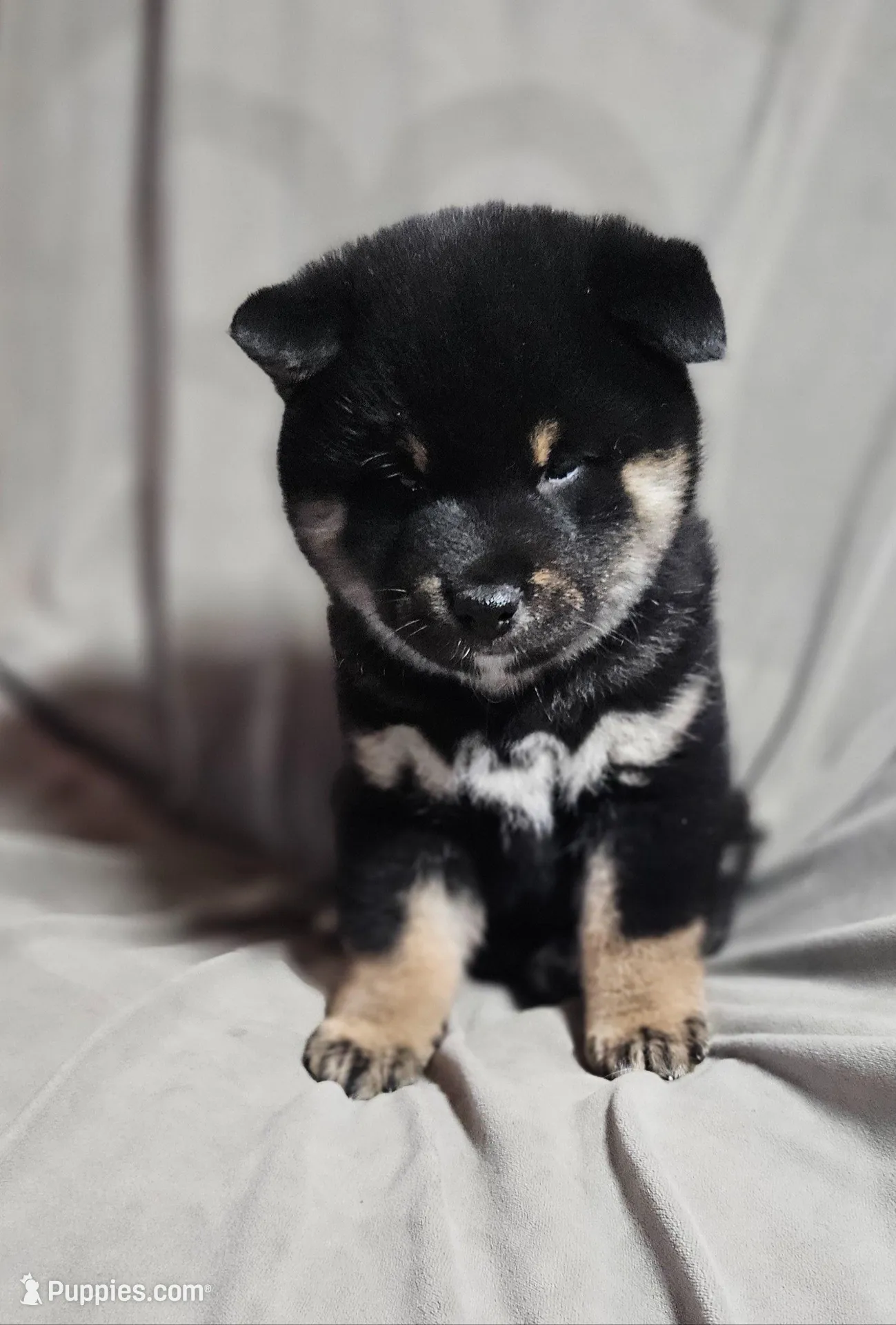 Etsu (Microchipped), a male Shiba Inu for sale in Akron, CO – Photo 5 of 10