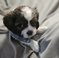 Daisy (Microchipped), a female Shih Tzu for sale in Akron, CO – 5 of 10