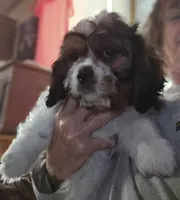 Sale Pending, a male Cavalier King Charles Spaniel and Shih Tzu for sale in Akron, CO – 8 of 10