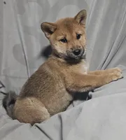 Momo..(Microchipped), a female Shiba Inu for sale in Akron, CO – 5 of 10