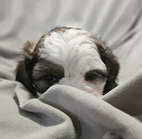 Milo, a male Shih Tzu for sale in Akron, CO – 4 of 10
