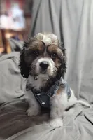 Sale Pending, a male Cavalier King Charles Spaniel and Shih Tzu for sale in Akron, CO – 5 of 10