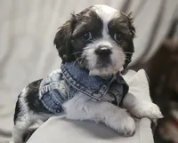 Daisy (Microchipped), a female Shih Tzu for sale in Akron, CO – 3 of 10