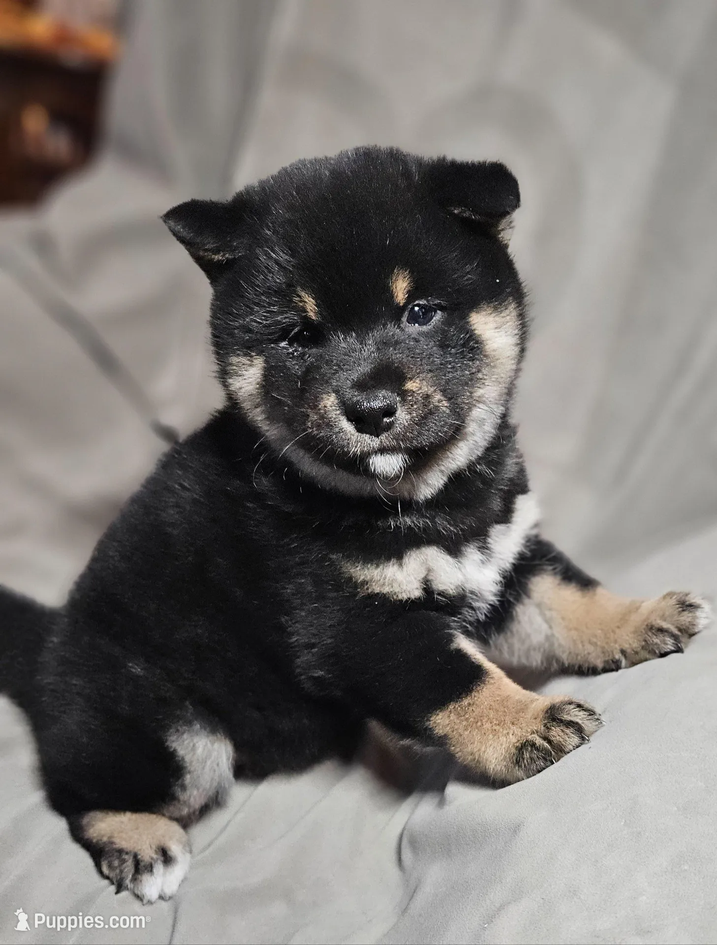 Etsu (Microchipped), a male Shiba Inu for sale in Akron, CO – Photo 3 of 10