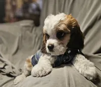 Boomer (Microchipped), a male Cavachon for sale in Akron, CO – 4 of 4