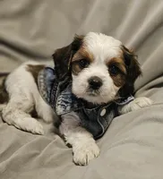 Biscuit, a male Shih Tzu for sale in Akron, CO – 5 of 9
