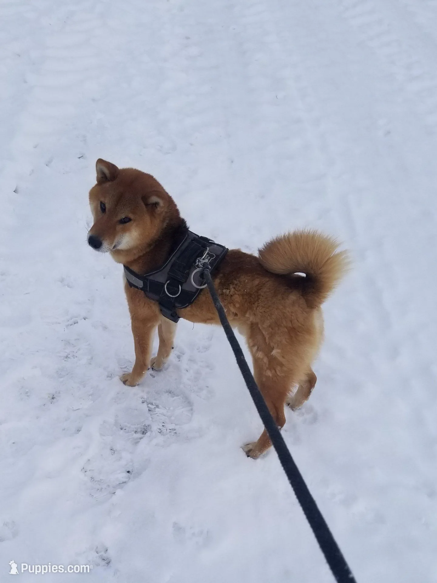 Etsu (Microchipped), a male Shiba Inu for sale in Akron, CO – Photo 8 of 10