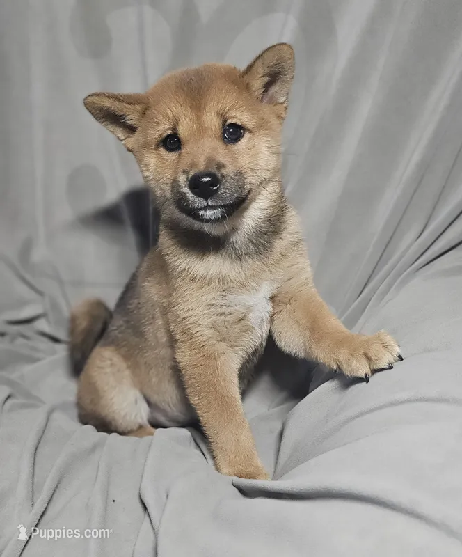 Momo..(Microchipped) – Shiba Inu puppy for sale in Akron, CO