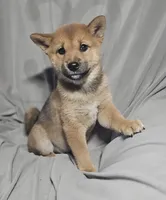 Momo..(Microchipped), a female Shiba Inu for sale in Akron, CO – 1 of 10