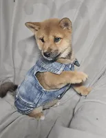 Momo..(Microchipped), a female Shiba Inu for sale in Akron, CO – 6 of 10